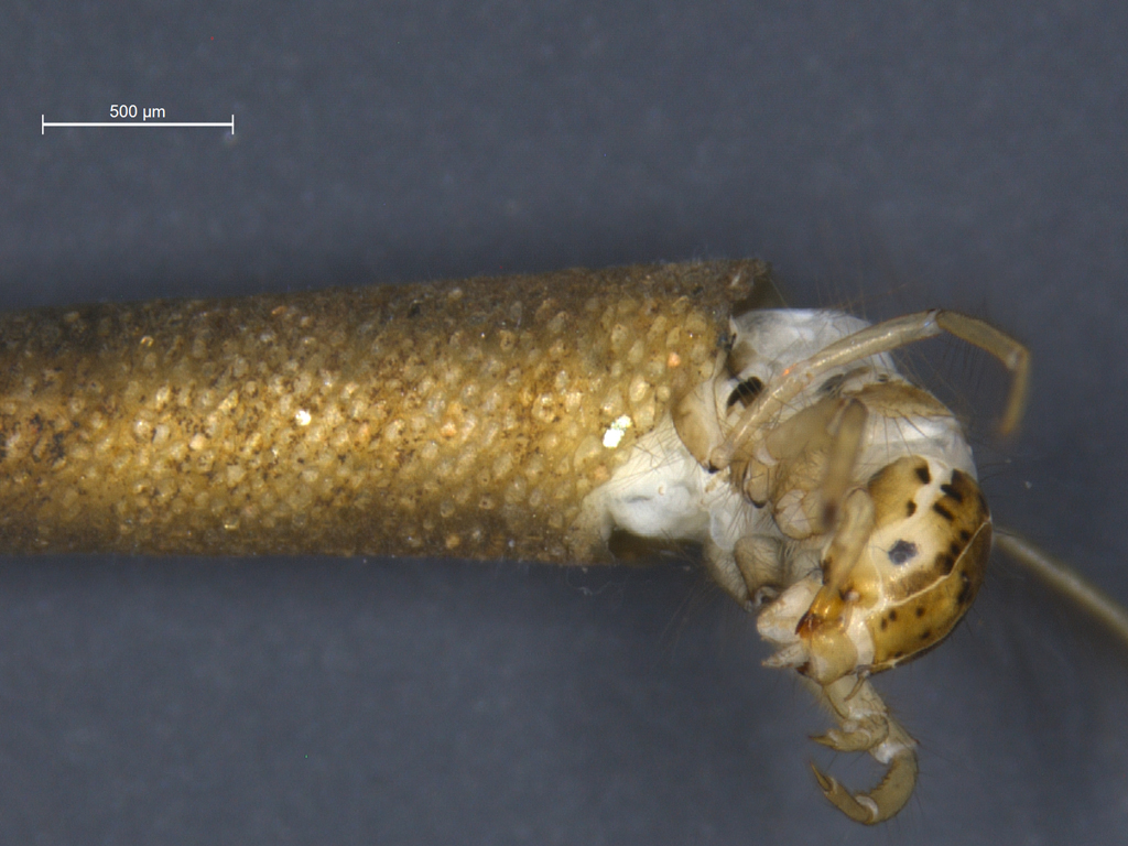 Leptocerus interruptus